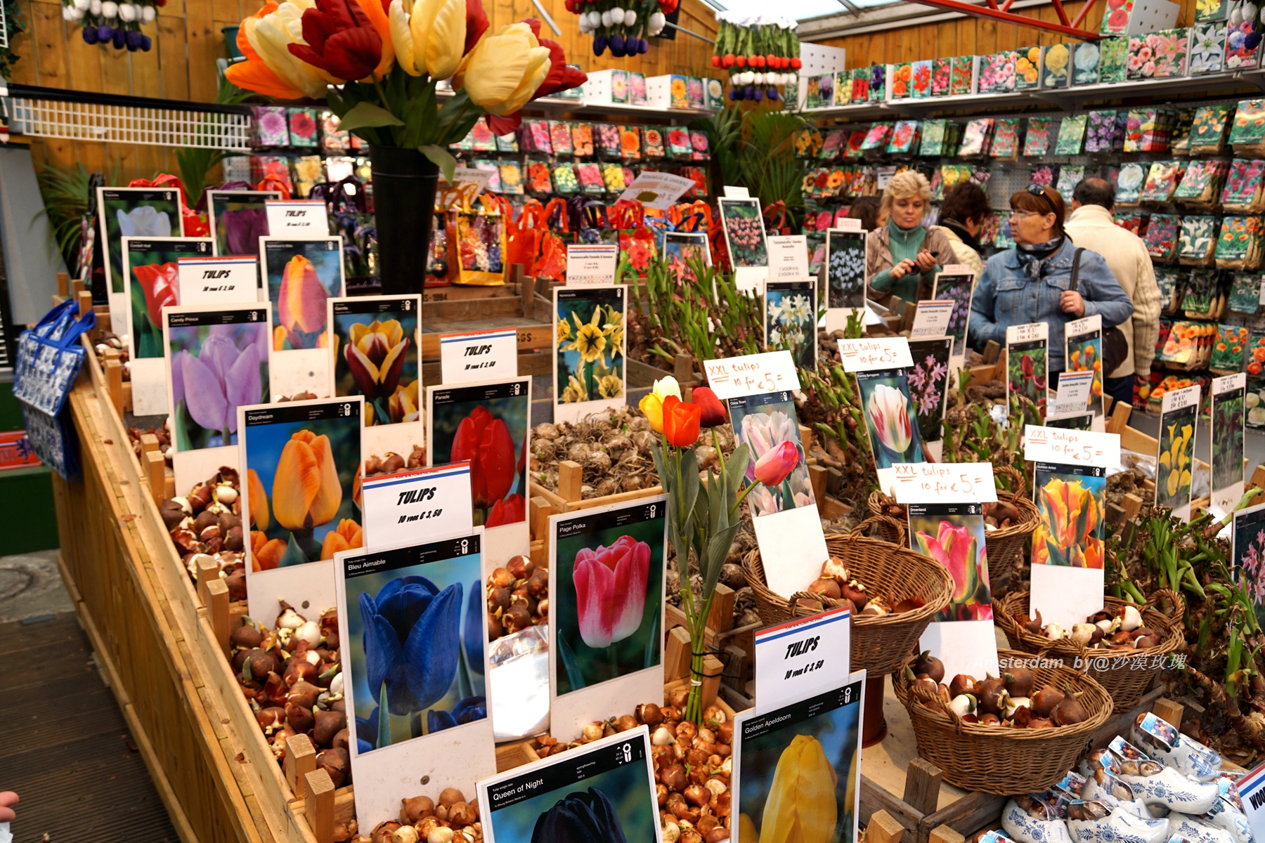 带你观赏荷兰郁金香,荷兰郁金香花海什么时候开