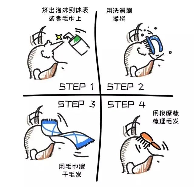 宠物不让养怎么办,宠物不让洗澡怎么处理