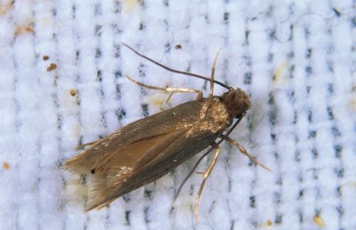 衣服放在衣柜里有白色的小虫子,衣柜中的衣服有小虫子要不要洗