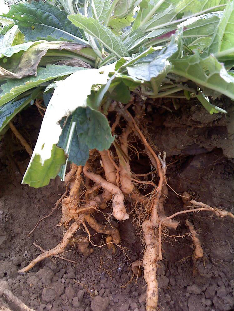 鲜地黄是什么,中药材鲜地黄