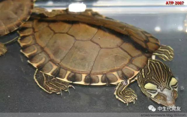 地图龟成体样子,地图龟种类及图解