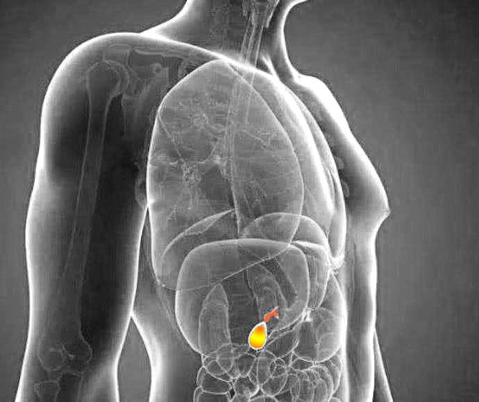 人体的八大系统免疫与营养,人体八大系统作用