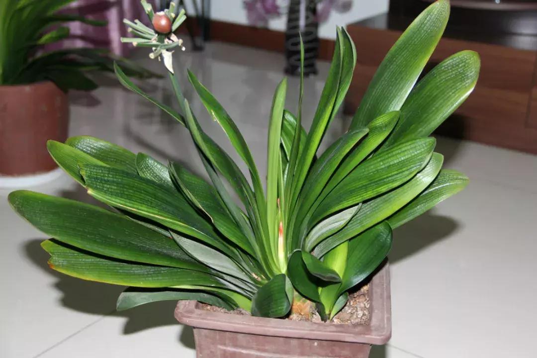 君子兰叶子发黄的原因及解决方法,君子兰叶子发黄的原因和解决方法