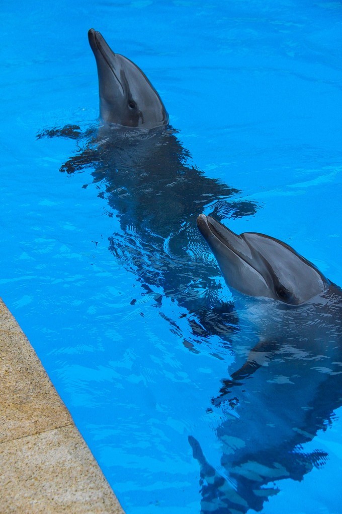 玩转珠海酒店,玩转珠海长隆全攻略