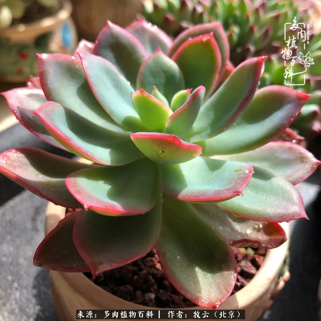 多肉植物一样的生机勃勃,多肉生活充满诗意