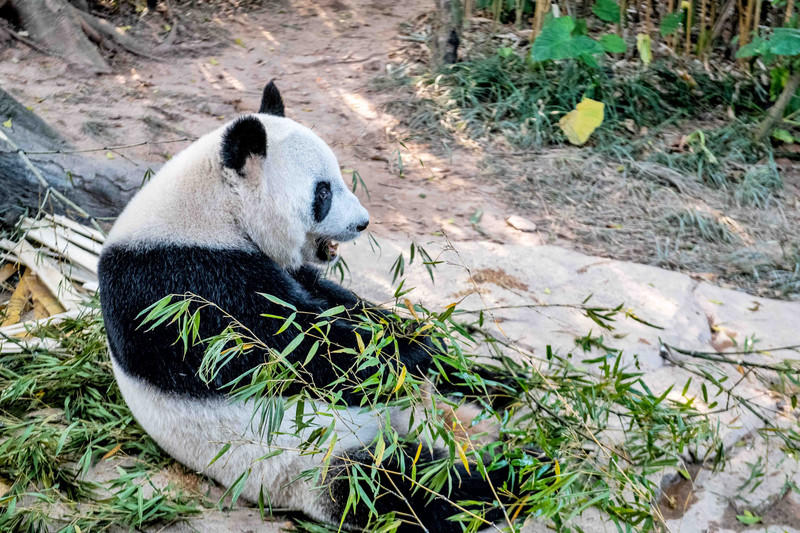玩转广州长隆野生动物世界之行,广州长隆动物世界游玩攻略图