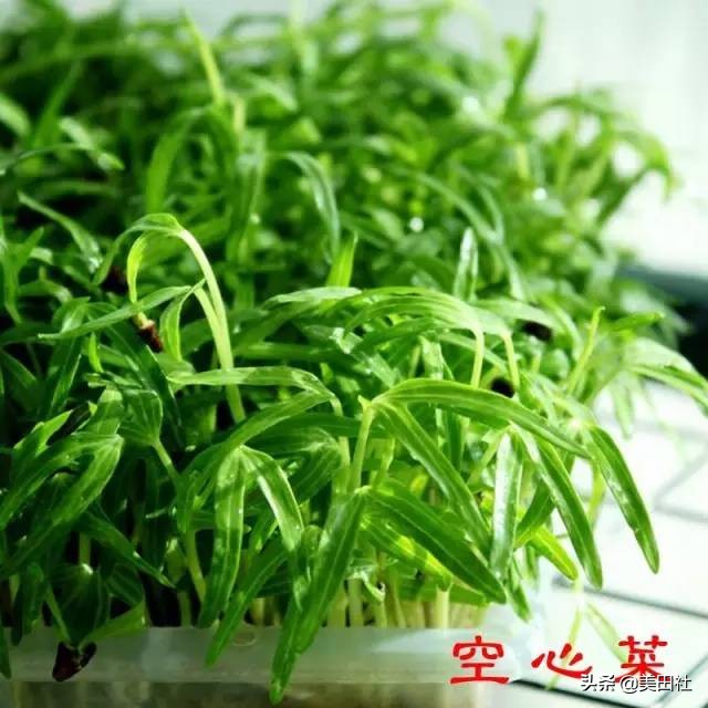 怎么样能纸上种菜,在家种菜可以做什么