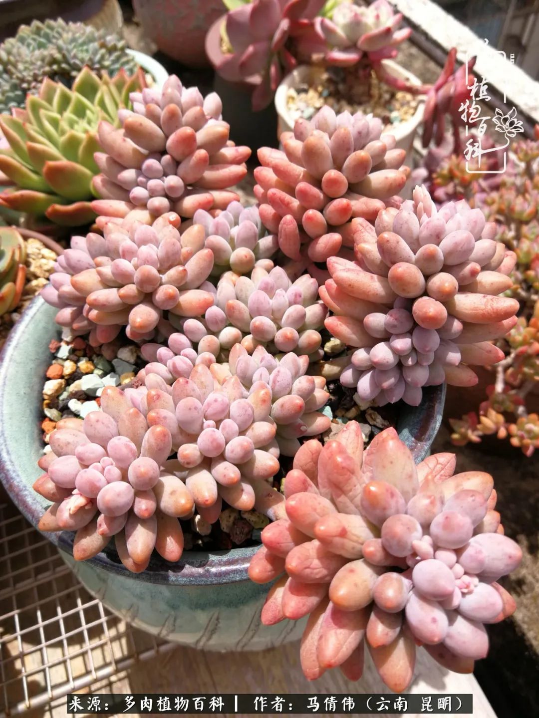熬过了夏天的多肉,多肉熬过夏天惊艳整个秋天