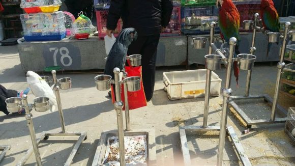 天津葵花鹦鹉多少钱一只,花鸟市场捡漏葵花鹦鹉