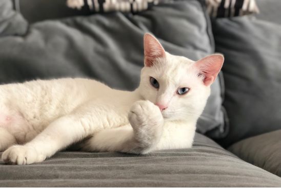 ios16.1相机功能介绍,iphone有哪些技术