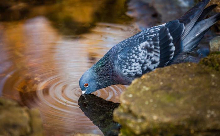 赛鸽训放消化功能减弱,赛鸽腺病毒后如何继续训放