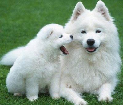 狗狗受伤后不排便,狗狗受伤了怎么办