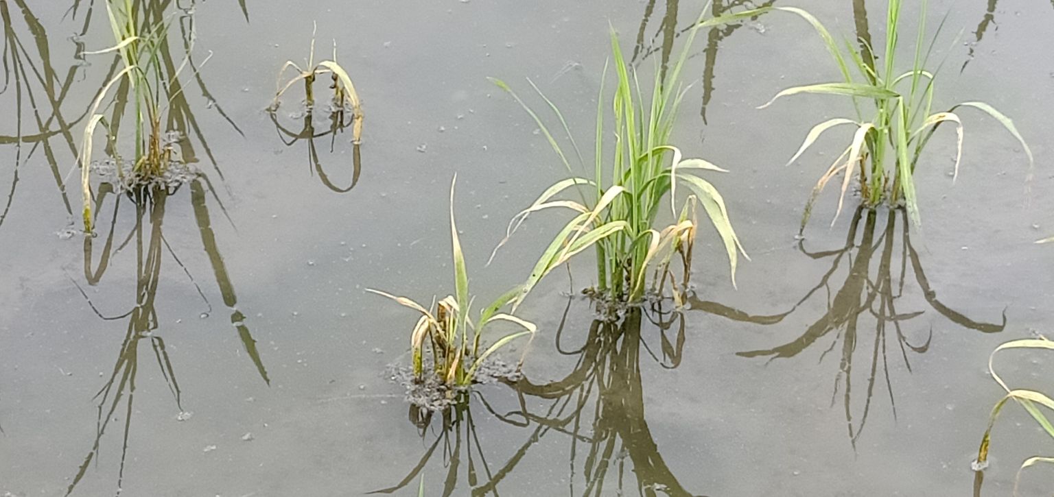 水稻受冻害后怎么处理,预防水稻苗床冻害怎么预防