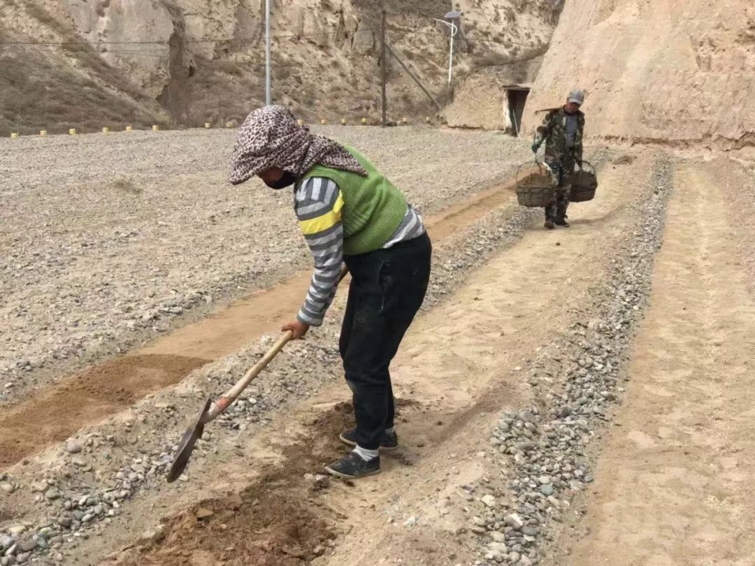 戈壁西瓜为什么会被禁种,戈壁西瓜有多大危害