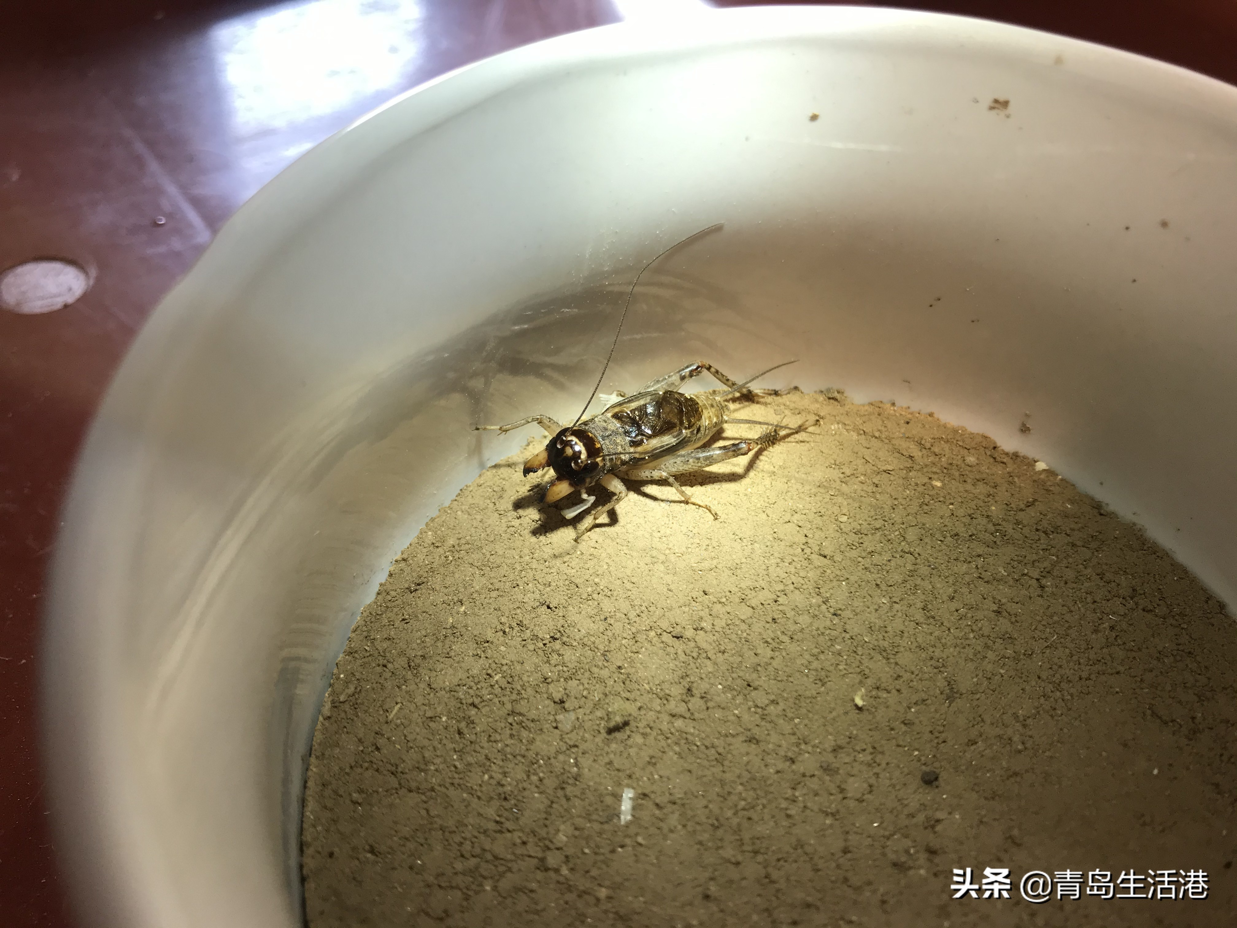 青岛哪里能买到鸣虫,青岛有卖鸣虫的吗