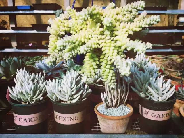 陕西这个县城厉害了,陕西柿子之乡在哪