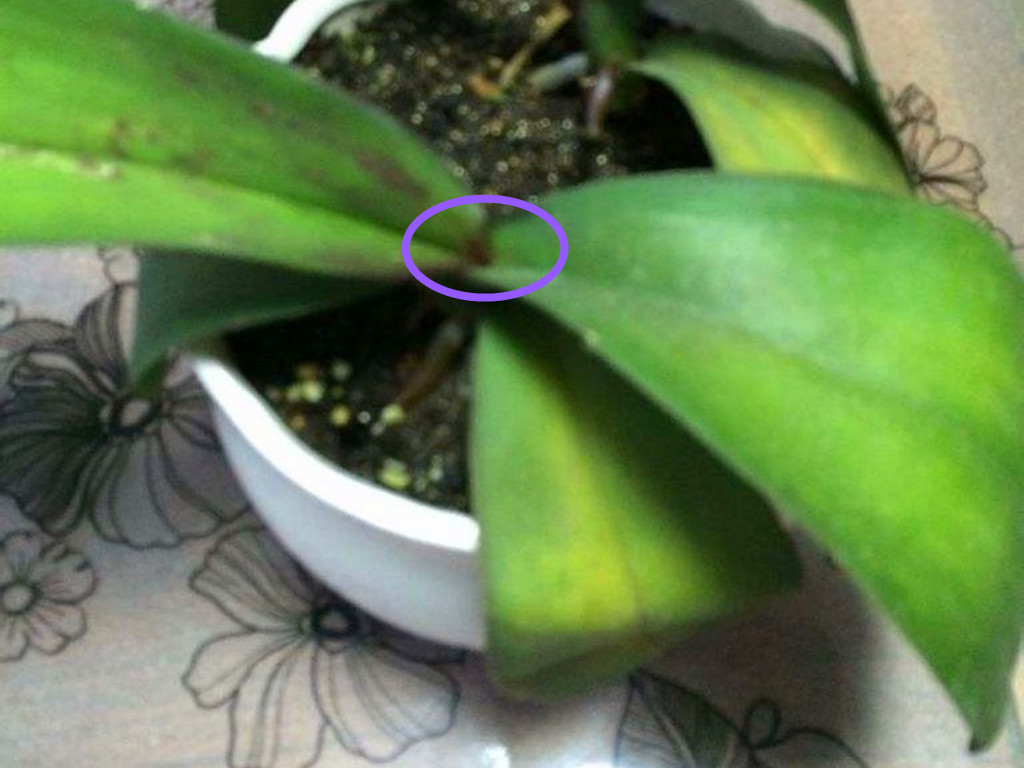 蝴蝶兰叶子黄了怎么救,蝴蝶兰叶子晒坏了怎么办