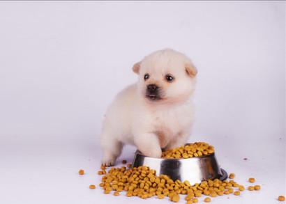 挑选什么牌子的狗粮最好,狗粮哪个牌子好如何挑选好狗粮