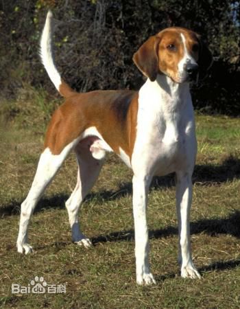 性格温顺的大型犬品种,宠物狗大型犬都有哪些品种