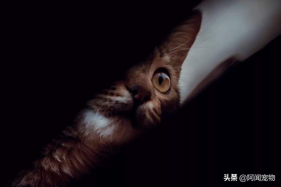 为什么猫有九条命还会摔死,终于知道猫为什么有9条命了