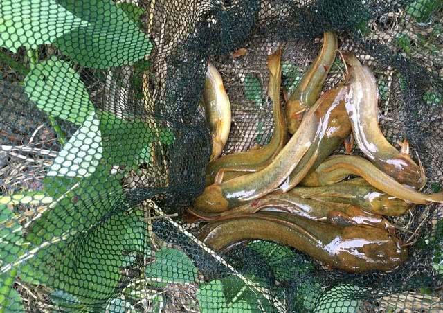 农村河沟里的塘角鱼,因其肉质细嫩,又非常好钓,深受人们喜爱