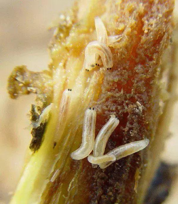 蔬菜害虫种类大全,蔬菜害虫分类及图片大全