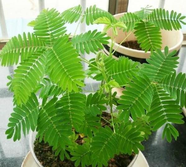 花草叶子发黄枯萎怎么办,花草的叶子发黄怎么办