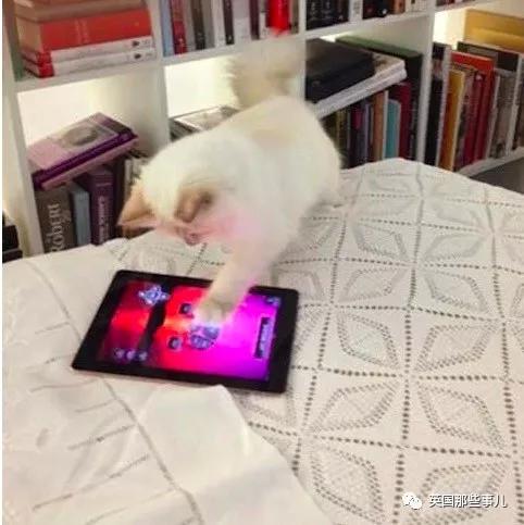 老佛爷的猫继承多少遗产,老佛爷去世后财产留给了一只猫