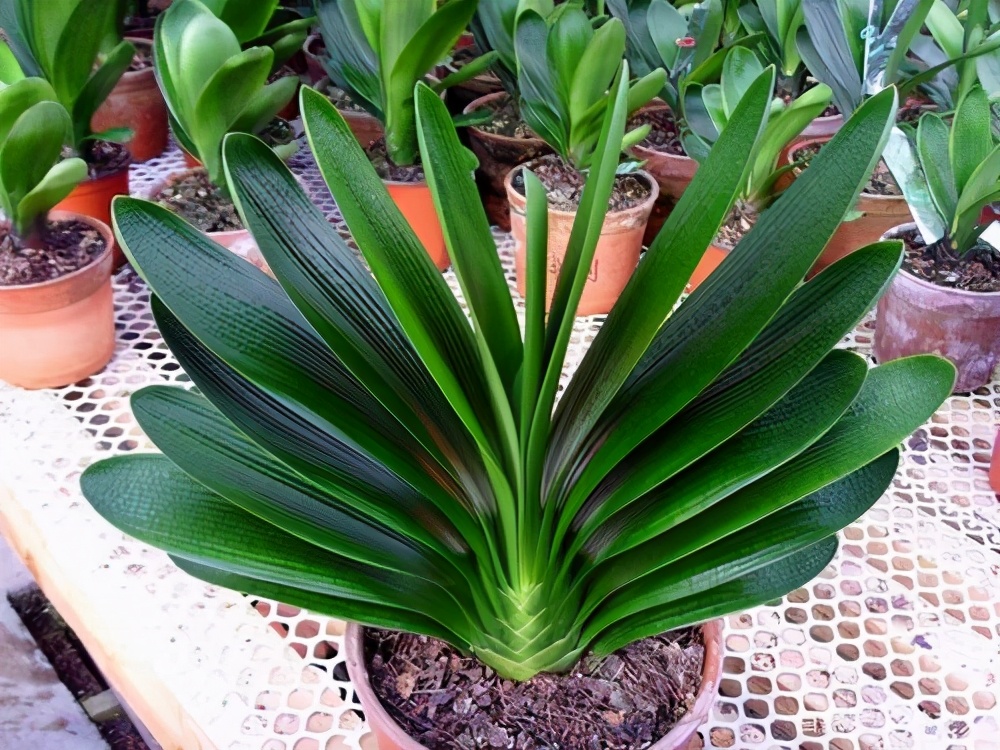 入夏君子兰小苗烂根如何处理,入夏君子兰如何换盆