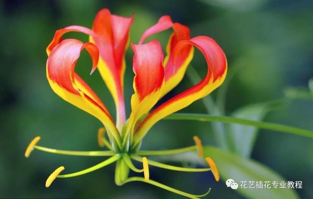 「花艺知识」50种常见花材的花语~（建议收藏）