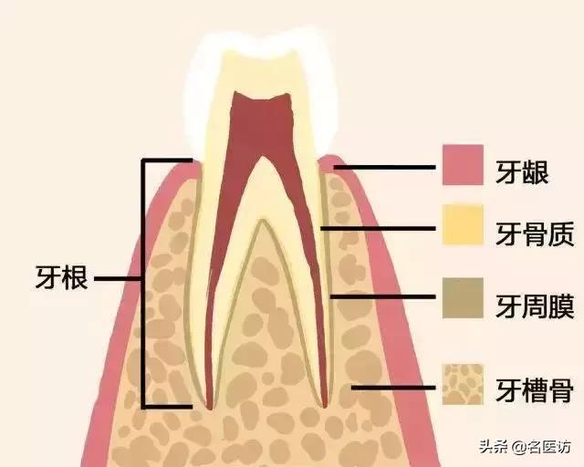 牙齿如何正确的脱落,一张动图告诉你