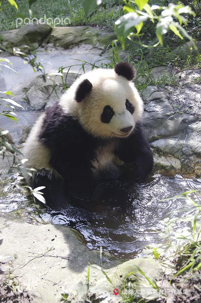 国宝带货直播,国宝直播带货