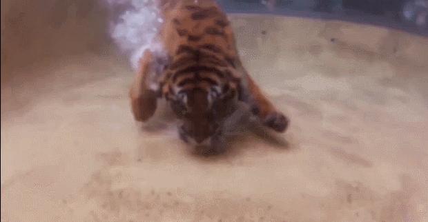 狮虎和百兽之王哪个厉害,狮虎大战真相