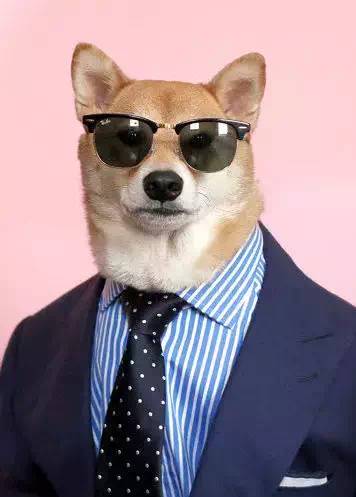 西装犬模丨美国纽约一条月入九万的狗