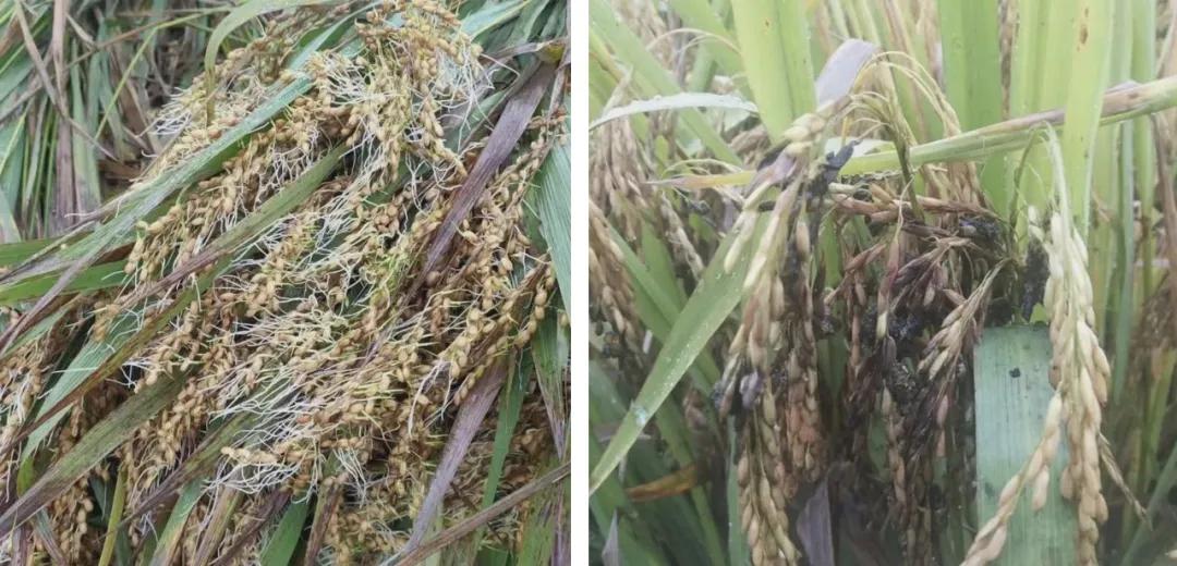 农造田野丨总有一根神经通往乡野|月亮山百里梯田