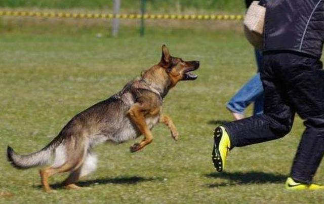 狗狗要攻击你怎么纠正,遇到狗狗攻击怎么办