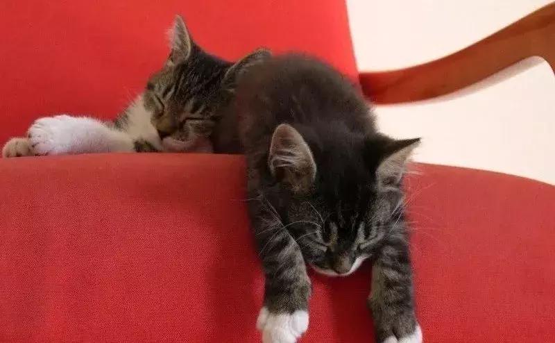 这些猫咪发情及繁育过程中的冷知识，你知道几个？