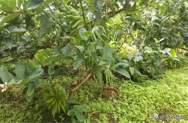 冬天从网上买的佛手苗怎么种植,种三年佛手一亩产量有多少