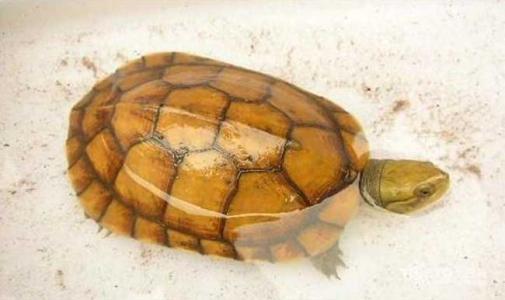 新到家的龟胆子小一有动静就不动,新龟到家总是撞水缸想出去怎么办