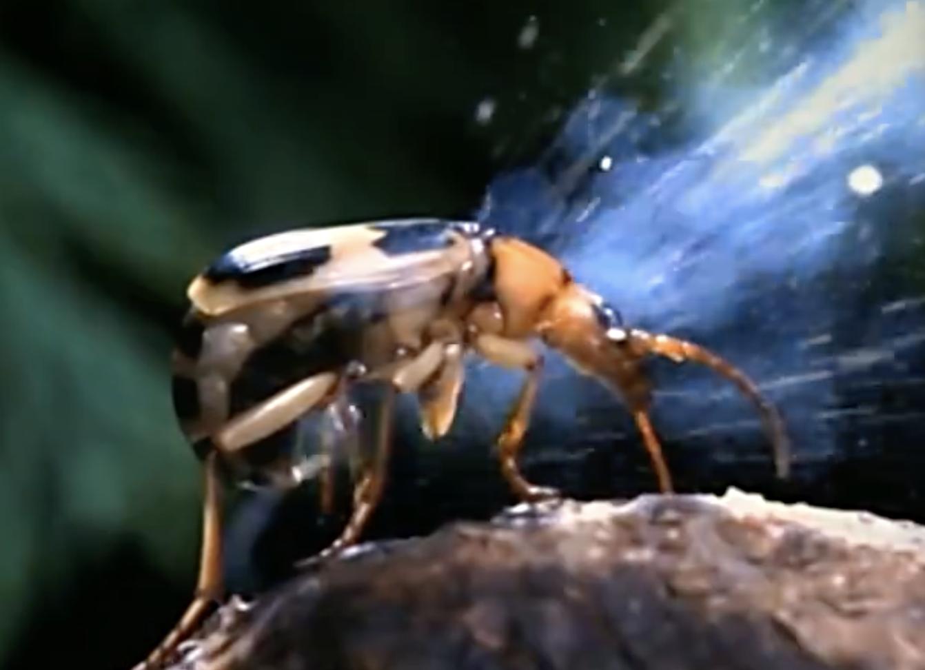 放屁虫昆虫杀手,放屁虫生化武器