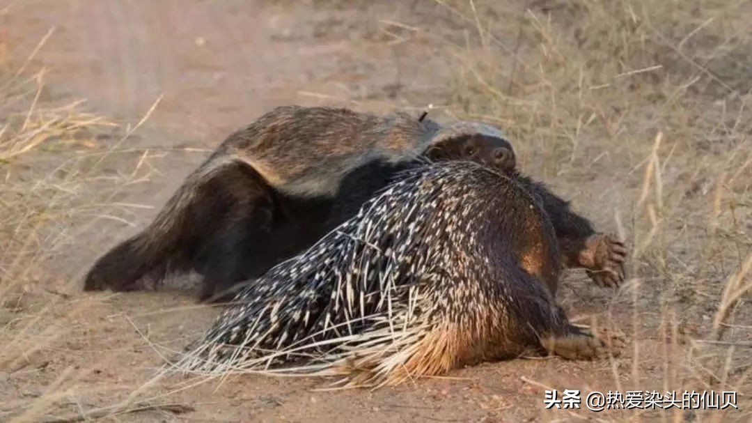 我，蜜獾，一位平平淡淡的打架小天才。生死看淡、不服就干