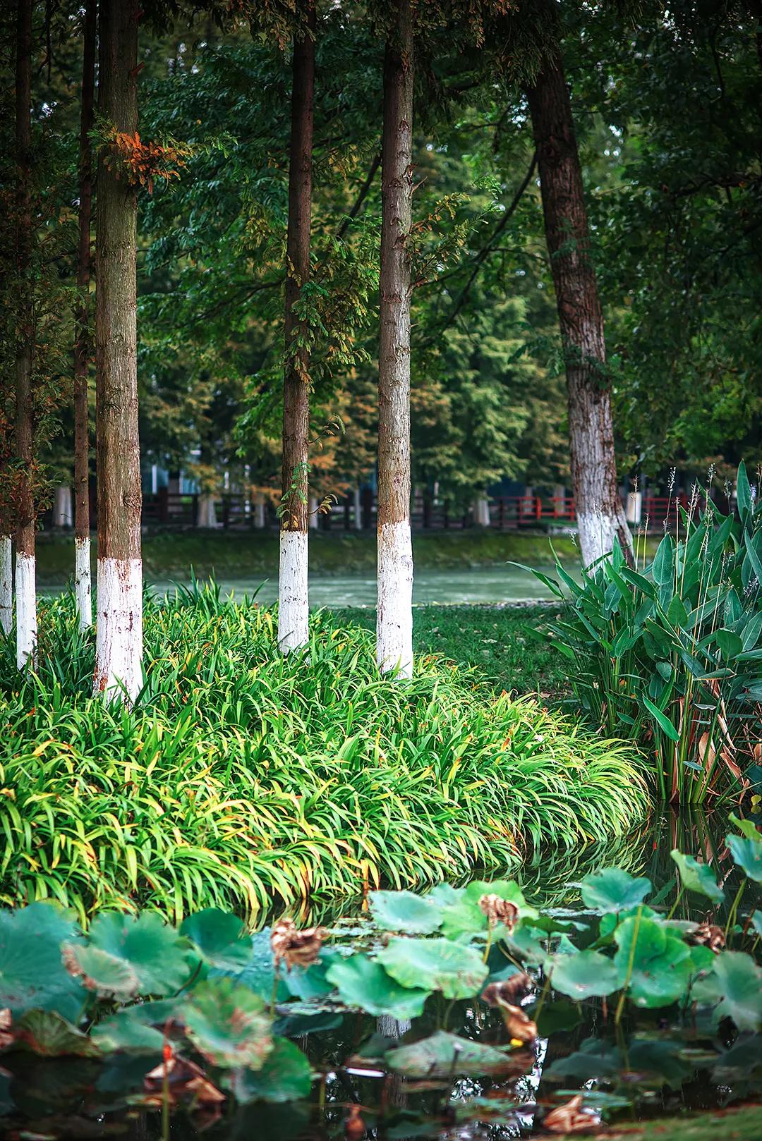 郫县是怎么发展起来的,郫县区为什么这么出名