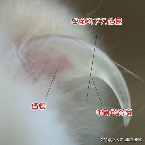 如何避免猫传腹，论猫咪日常护理的必要性