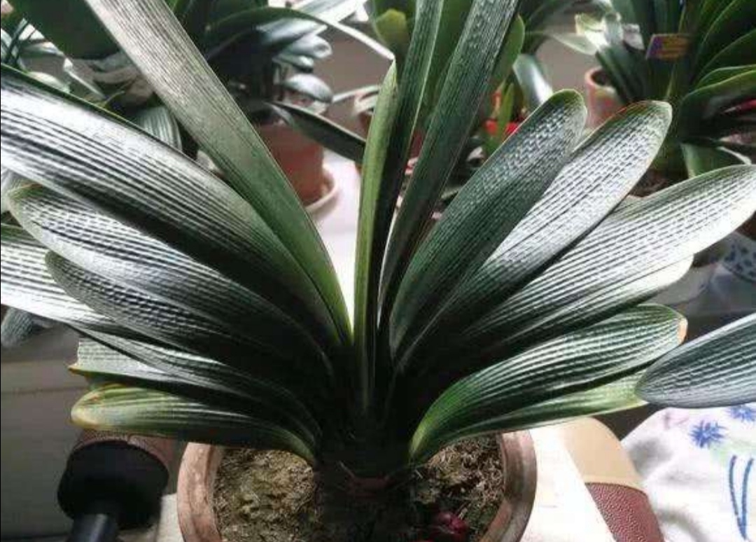 君子兰花谢之后夹箭正确处理方法,君子兰花期夹箭主要原因是什么