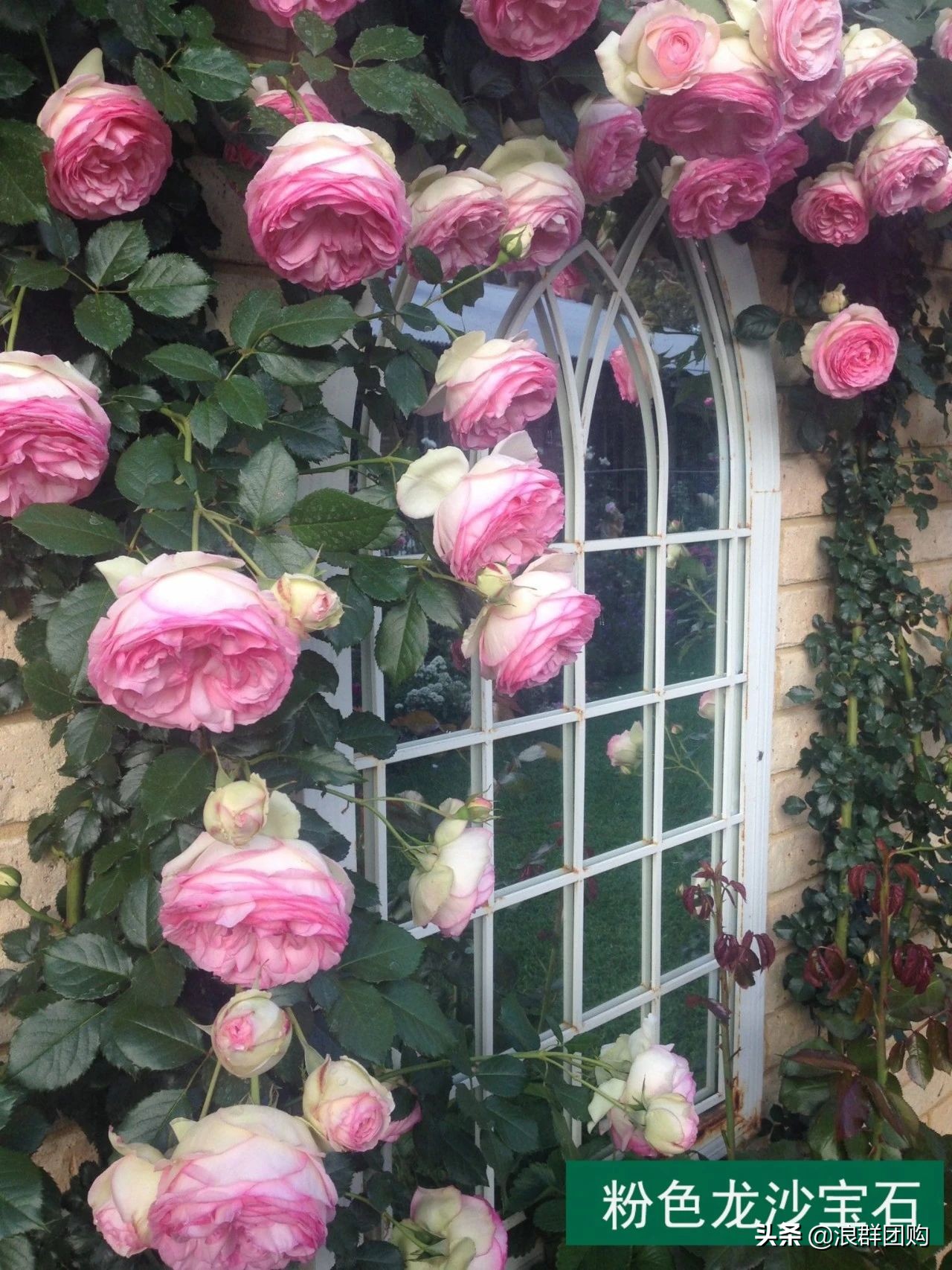 月季哪些品种大花又香,月季哪些品种花期长耐阴耐寒耐旱