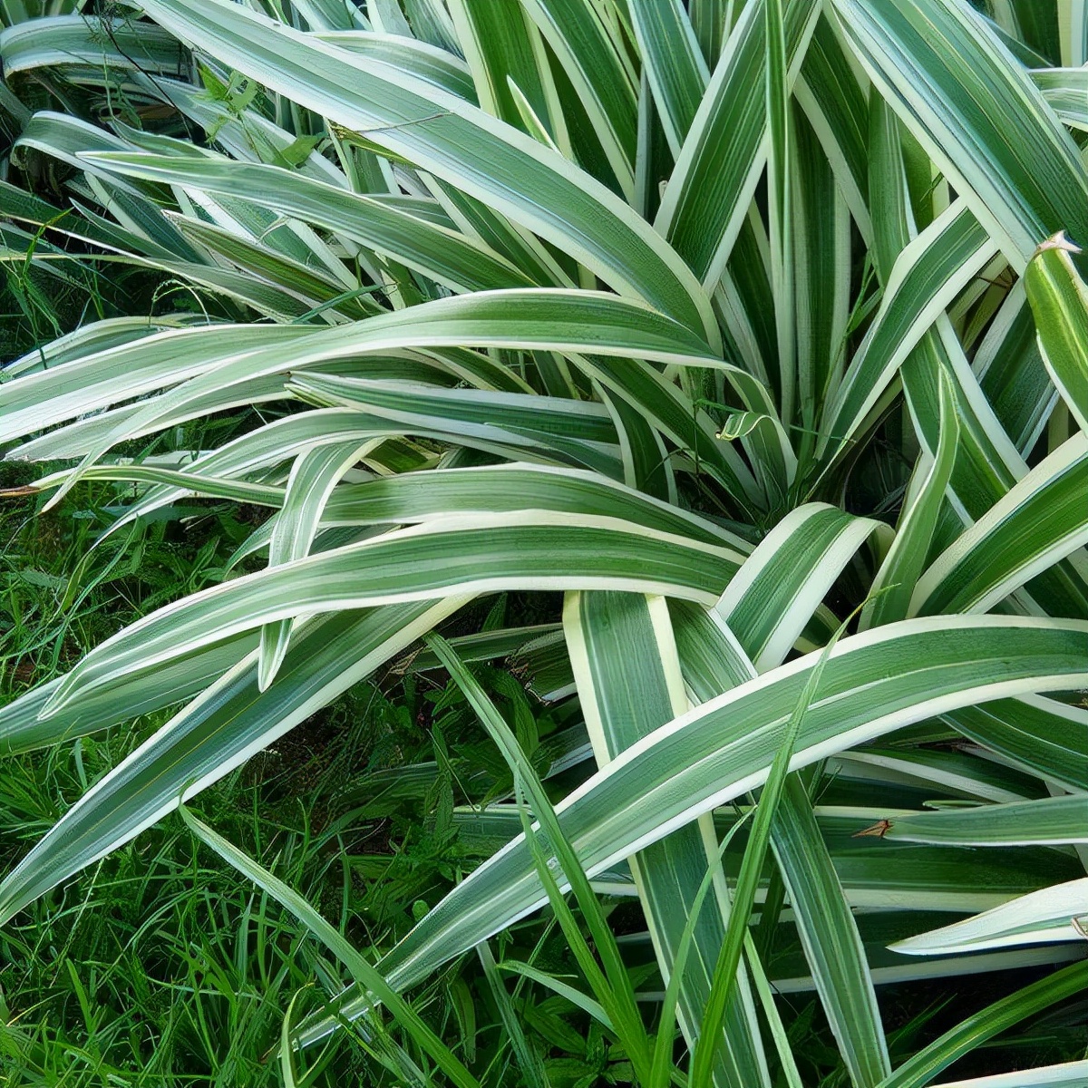绿化带常见植物名称及图片,100种绿化带或路边常见的花草