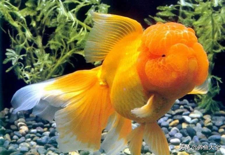 怎样建立观赏鱼的硝化细菌,养小型观赏鱼需要硝化细菌吗