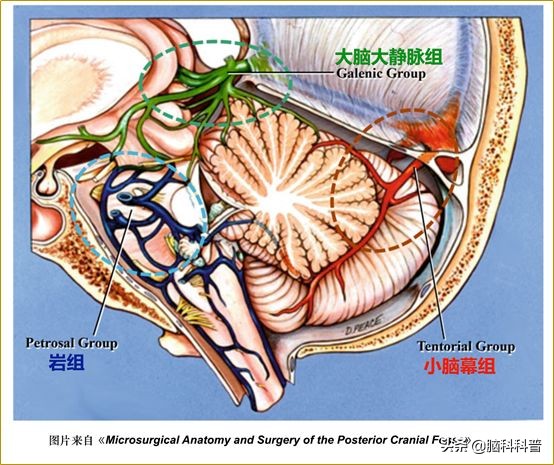 脑静脉分为深浅两支,脑静脉解剖