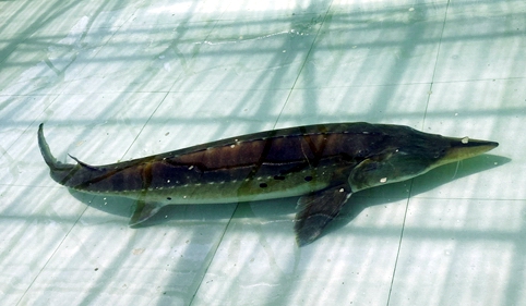 鱼中长者，从一亿三千万年到今天