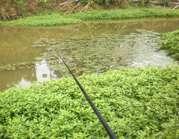 夏季钓野河怎样选钓位,初夏钓野鲫怎么选钓点